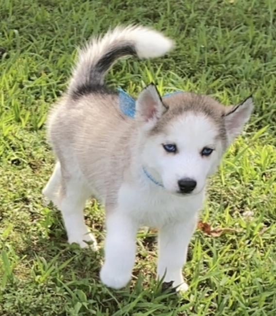 comprar cachorros sanos, baratos y asequibles para la venta